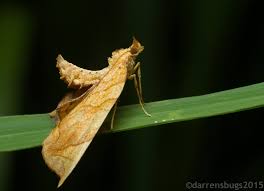 Attēlu rezultāti vaicājumam “Eulithis sp.”