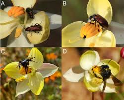 Attēlu rezultāti vaicājumam “Dasytes sp.”