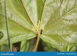 Attēlu rezultāti vaicājumam “Drepanosiphum platanoidis exuvia”