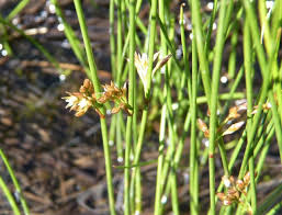 Attēlu rezultāti vaicājumam “Juncus filiformis”