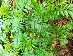 Attēlu rezultāti vaicājumam “Cardamine impatiens leaf”