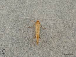 Attēlu rezultāti vaicājumam “Nematopogon sp.”