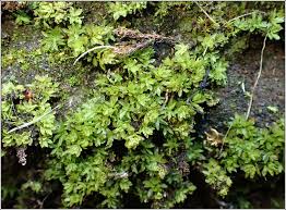 Attēlu rezultāti vaicājumam “Encalypta streptocarpa sporophyte”