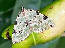 Attēlu rezultāti vaicājumam “Colostygia pectinataria”