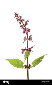 Attēlu rezultāti vaicājumam “Urtica dioica flower”