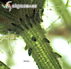 Attēlu rezultāti vaicājumam “Chara contraria”