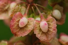 Attēlu rezultāti vaicājumam “Rumex confertus”