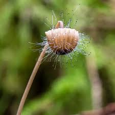 Attēlu rezultāti vaicājumam “Spinellus fusiger”