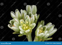 Attēlu rezultāti vaicājumam “Scleranthus perennis flower”
