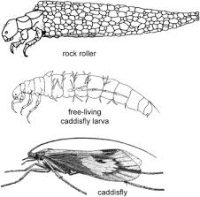 Attēlu rezultāti vaicājumam “Trichoptera”