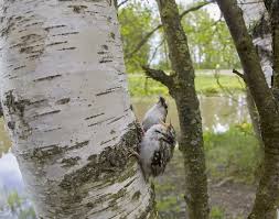 Attēlu rezultāti vaicājumam “Certhia familiaris adult”