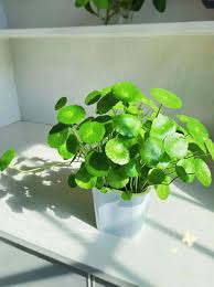 「銅錢草」的圖片搜尋結果