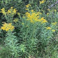 Attēlu rezultāti vaicājumam “Solidago canadensis leaf”