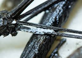 Attēlu rezultāti vaicājumam “Dianema depressum spores”