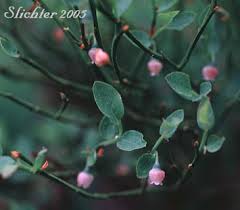 Attēlu rezultāti vaicājumam “Oxycoccus bud”