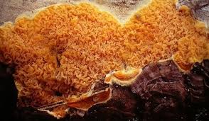 Attēlu rezultāti vaicājumam “Leucogyrophana sororia”