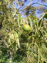 Attēlu rezultāti vaicājumam “Juglans regia fruit”