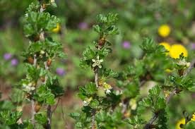 Attēlu rezultāti vaicājumam “Ribes uva-crispa flower”