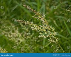 Attēlu rezultāti vaicājumam “Arrhenatherum elatius”