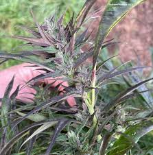 Attēlu rezultāti vaicājumam “Humulus lupulus bud”