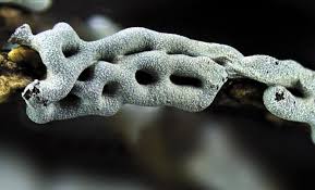 Attēlu rezultāti vaicājumam “Physarum bitectum”