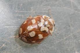 Attēlu rezultāti vaicājumam “Myrrha octodecimguttata”