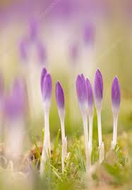 Attēlu rezultāti vaicājumam “Crocus tommasinianus flower”