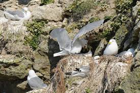 Attēlu rezultāti vaicājumam “Rissa tridactyla”