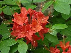 Attēlu rezultāti vaicājumam “Rhododendron calendulaceum”