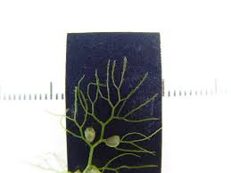 Attēlu rezultāti vaicājumam “Utricularia vulgaris”