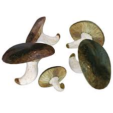 Attēlu rezultāti vaicājumam “Lactarius necator”