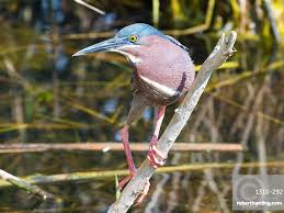 Image result for Butorides virescens