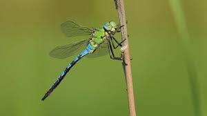 Attēlu rezultāti vaicājumam “Lestes virens female”