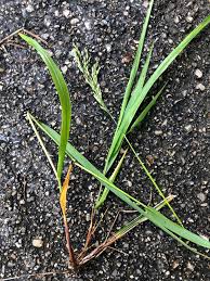 Attēlu rezultāti vaicājumam “Festuca altissima”