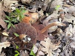 Attēlu rezultāti vaicājumam “Craterium aureonucleatum young”