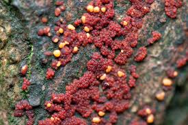 Attēlu rezultāti vaicājumam “Nectria cinnabarina”