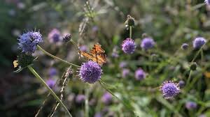 Image result for Succisa pratensis