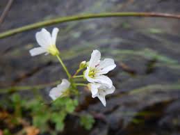 Attēlu rezultāti vaicājumam “Cardamine amara flower”