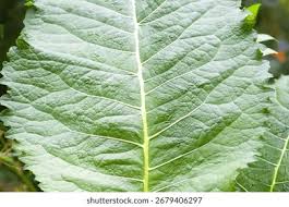 Attēlu rezultāti vaicājumam “Inula helenium leaf”