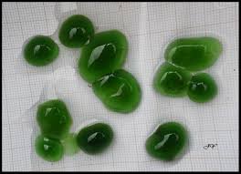 Attēlu rezultāti vaicājumam “Nostoc pruniforme”