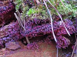 Attēlu rezultāti vaicājumam “Herzogiella seligeri sporophyte”