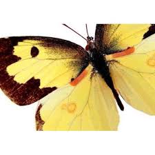 Attēlu rezultāti vaicājumam “Pieridae”