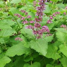 Attēlu rezultāti vaicājumam “Salvia verticillata leaf”