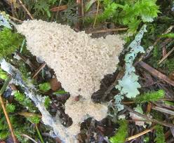 Attēlu rezultāti vaicājumam “Brefeldia maxima young”