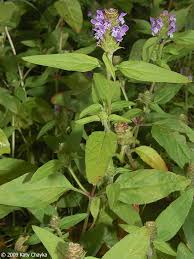 Attēlu rezultāti vaicājumam “Prunella vulgaris leaf”