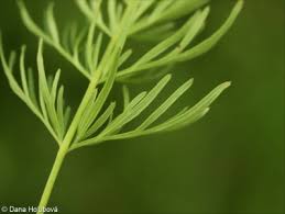 Attēlu rezultāti vaicājumam “Cnidium dubium leaf”