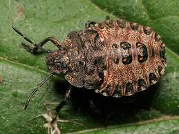 Attēlu rezultāti vaicājumam “Pentatoma rufipes”