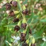 Attēlu rezultāti vaicājumam “Epipactis helleborine fruit”