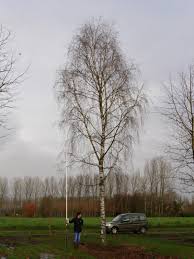 Attēlu rezultāti vaicājumam “Betula pendula var. carelica”