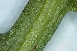 Attēlu rezultāti vaicājumam “Matricaria discoidea”